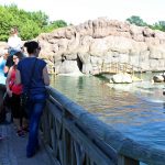 Wizyta w opolskim ZOO rodziny fundacyjne oglądają pokaz z fokami