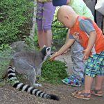 Wizyta w opolskim ZOO podopieczny wyciąga rękę do lemura