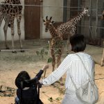 Wizyta w opolskim ZOO mama z dzieckiem n wózku podziwiają trzy żyrafy