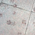 korowód fundacji dom 2018 mokre ślady łap psa na chodniku