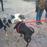 korowód fundacji dom 2018 dwa psy bawią się ze sobą